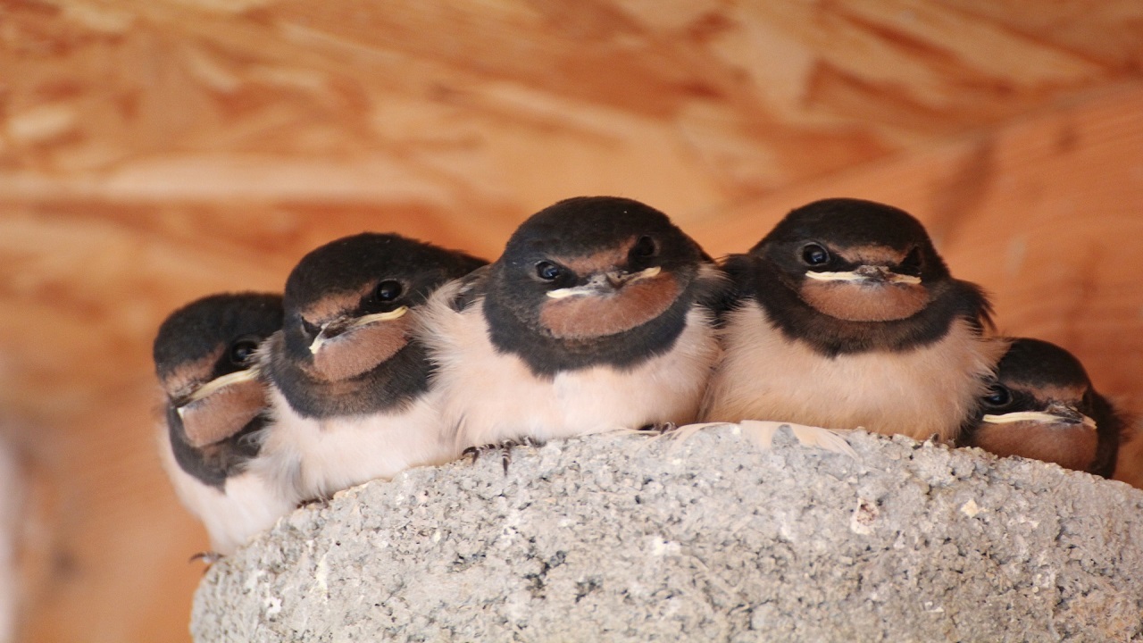 Piccoli di rondine