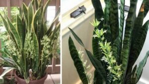 Sansevieria, lo sapevi che esiste un trucchetto per farla fiorire?