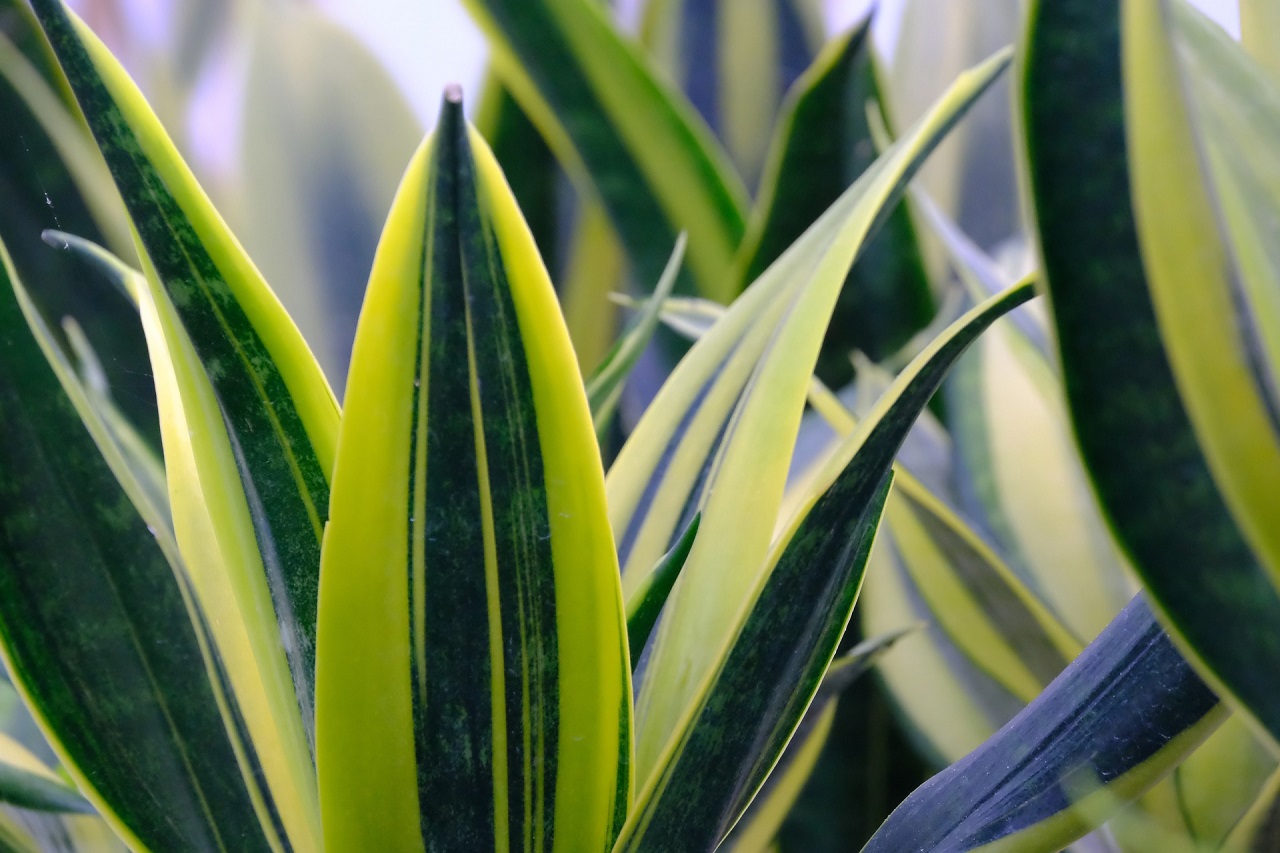 sansevieria, foglie verdi