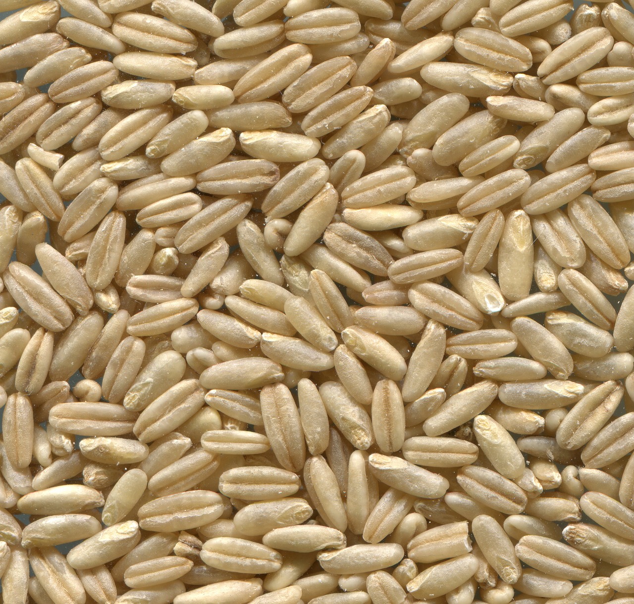 Avena nuda