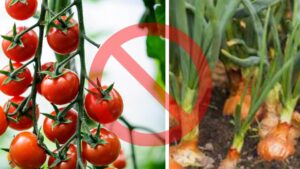 Non coltivare vicini pomodori e cipolle