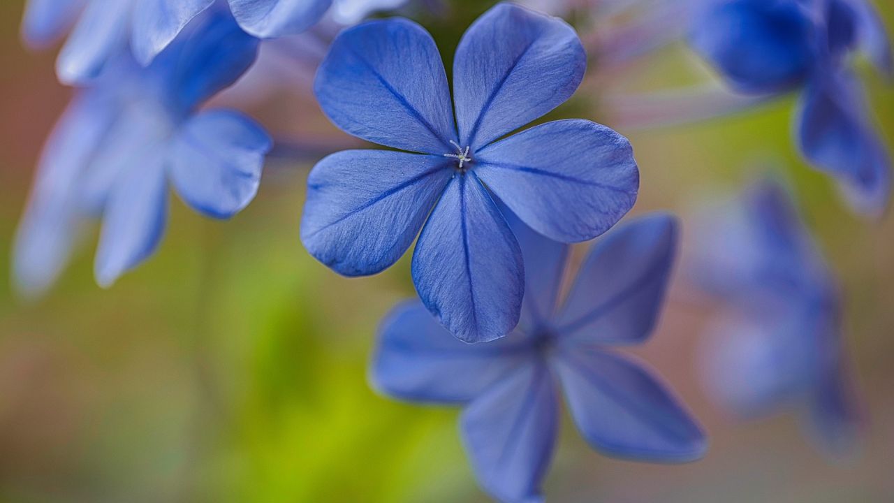 Plumbago