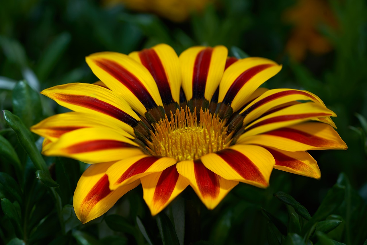 Gazania giallorossa