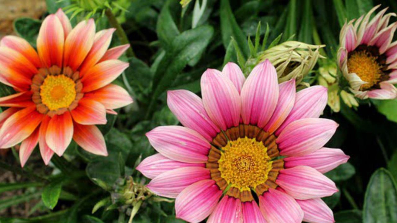 Fiori Gazania