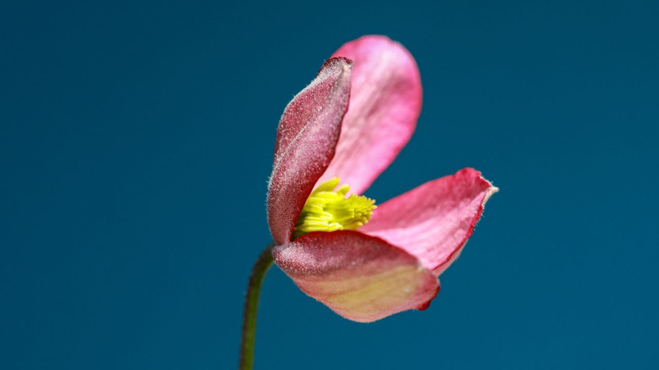 Primo piano orchidea