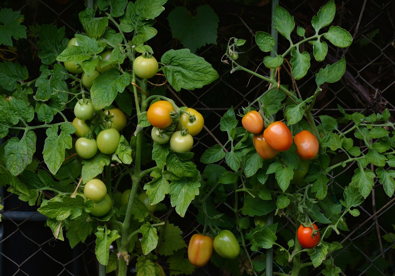 Pianta di pomodori