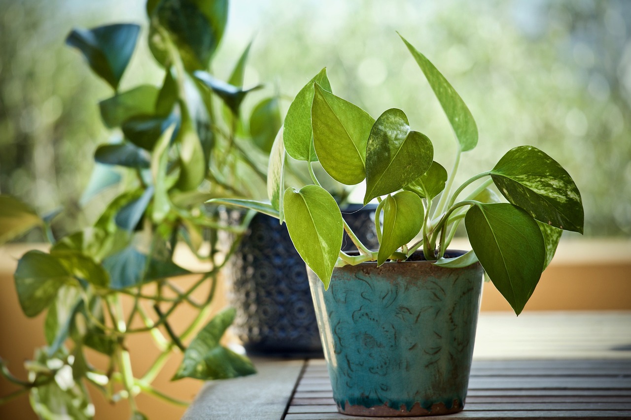 Piantina pothos