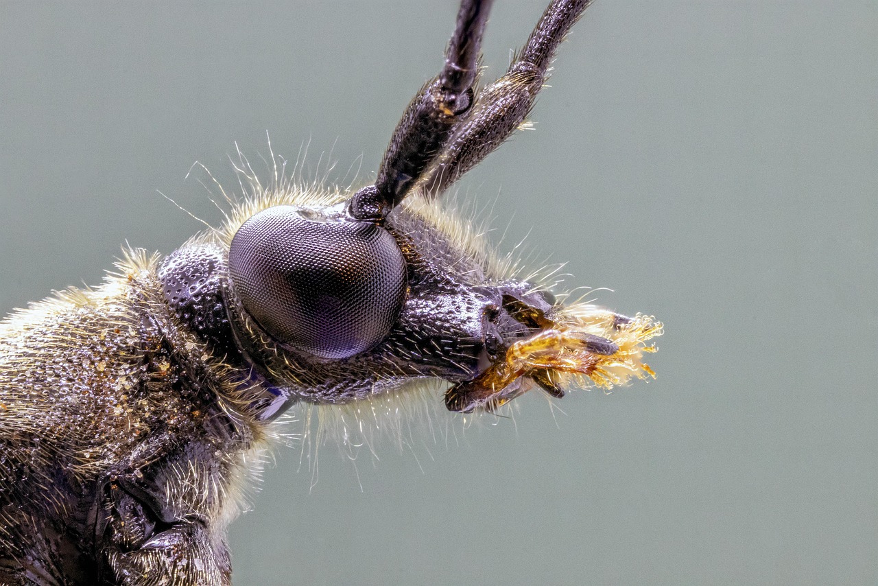 Muso scarafaggio
