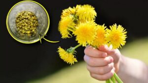 Fiori del tarassaco o “capperi del nord”: come conservarli al meglio