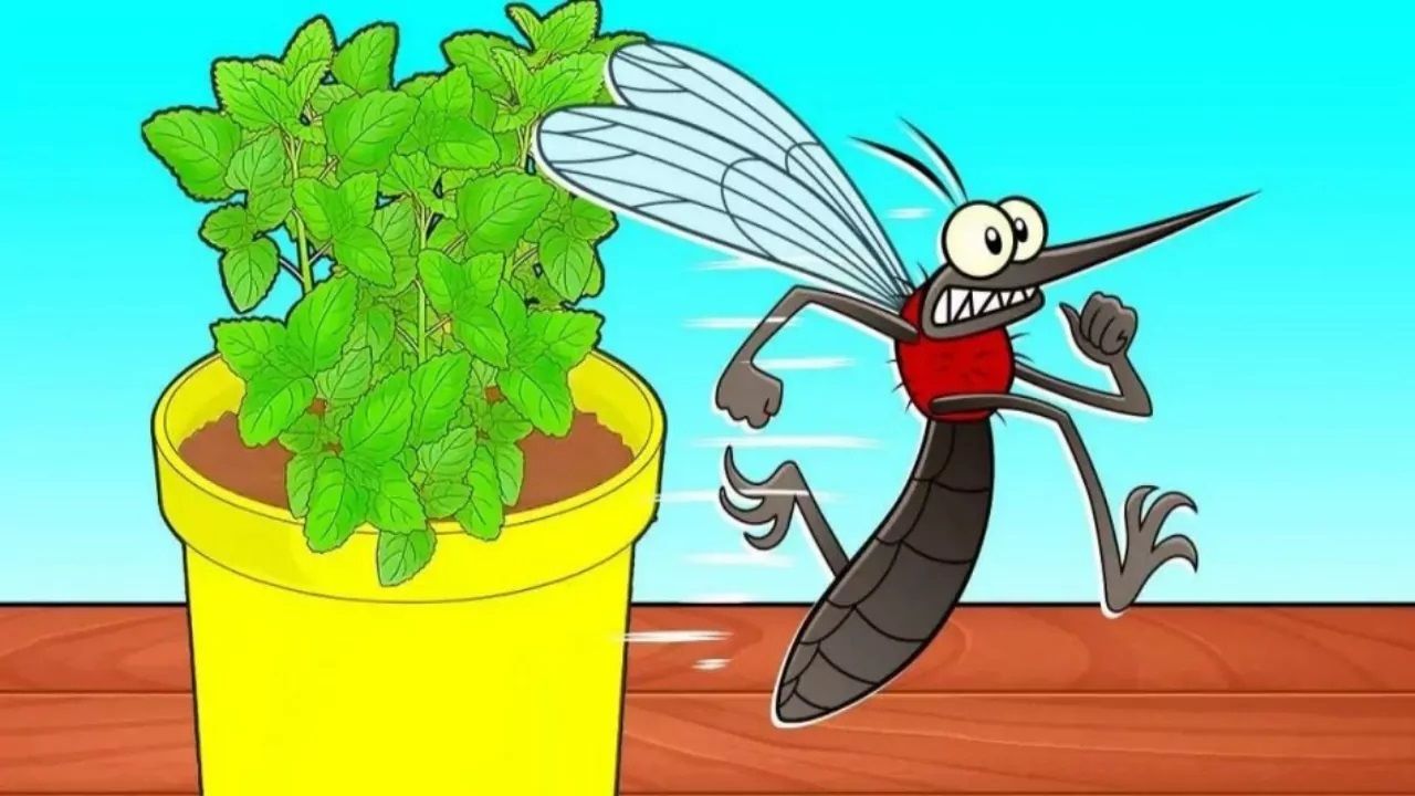 Zanzara che scappa dalla pianta aromatica