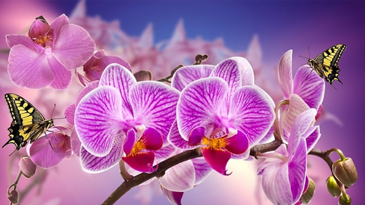 planta de orquidea