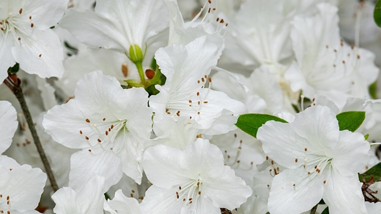 fiori bianchi