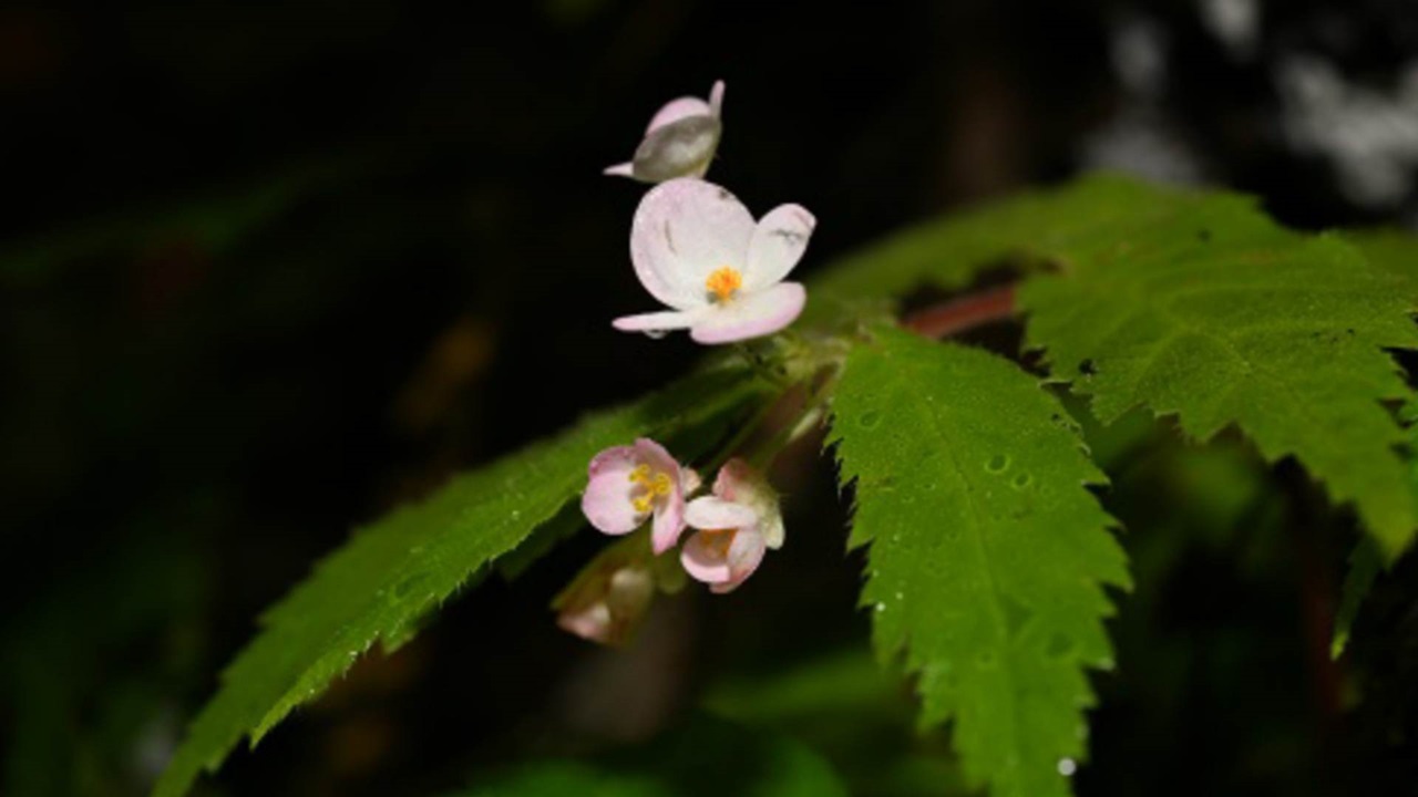 Begonia Cangyuanensis