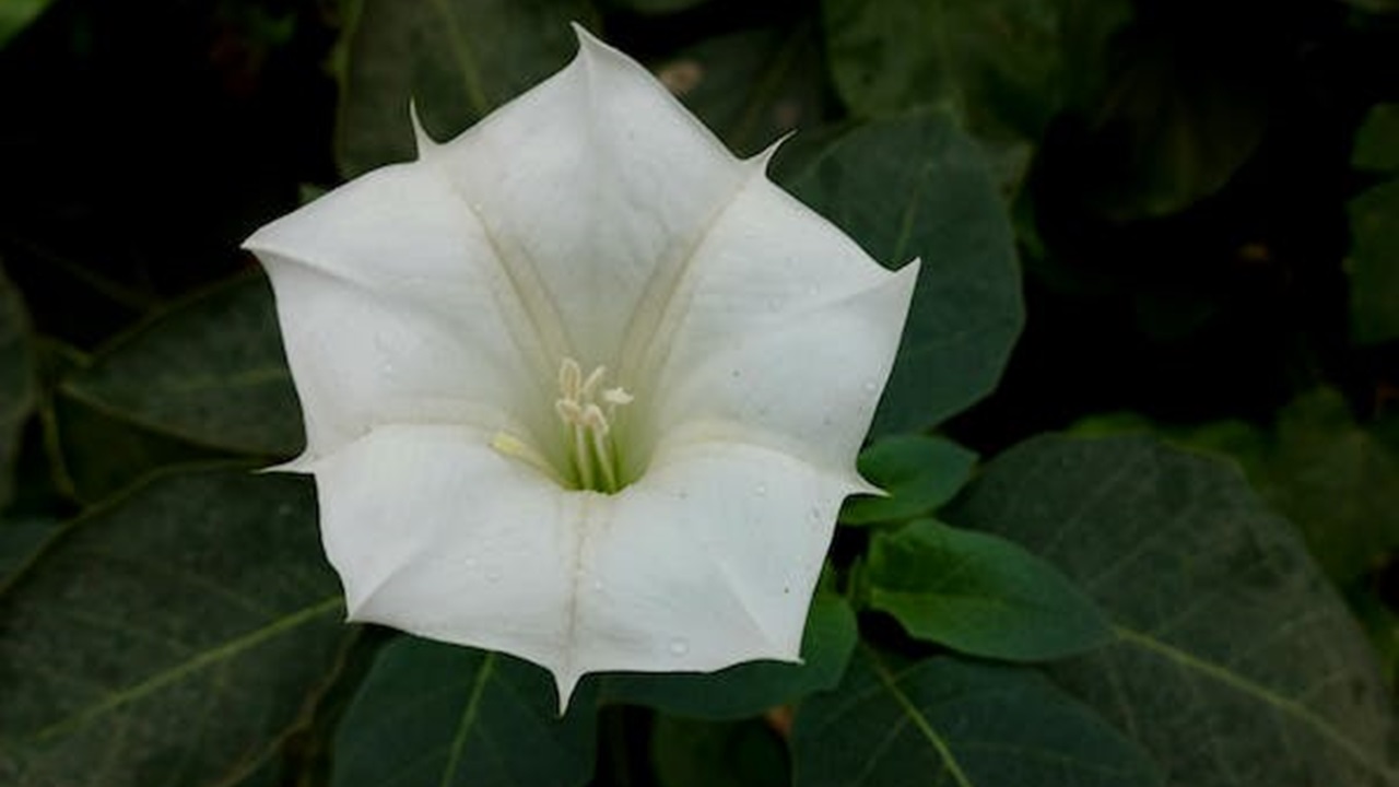 fiore di datura