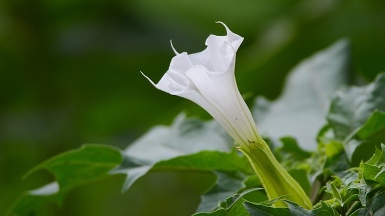 fiore bianco