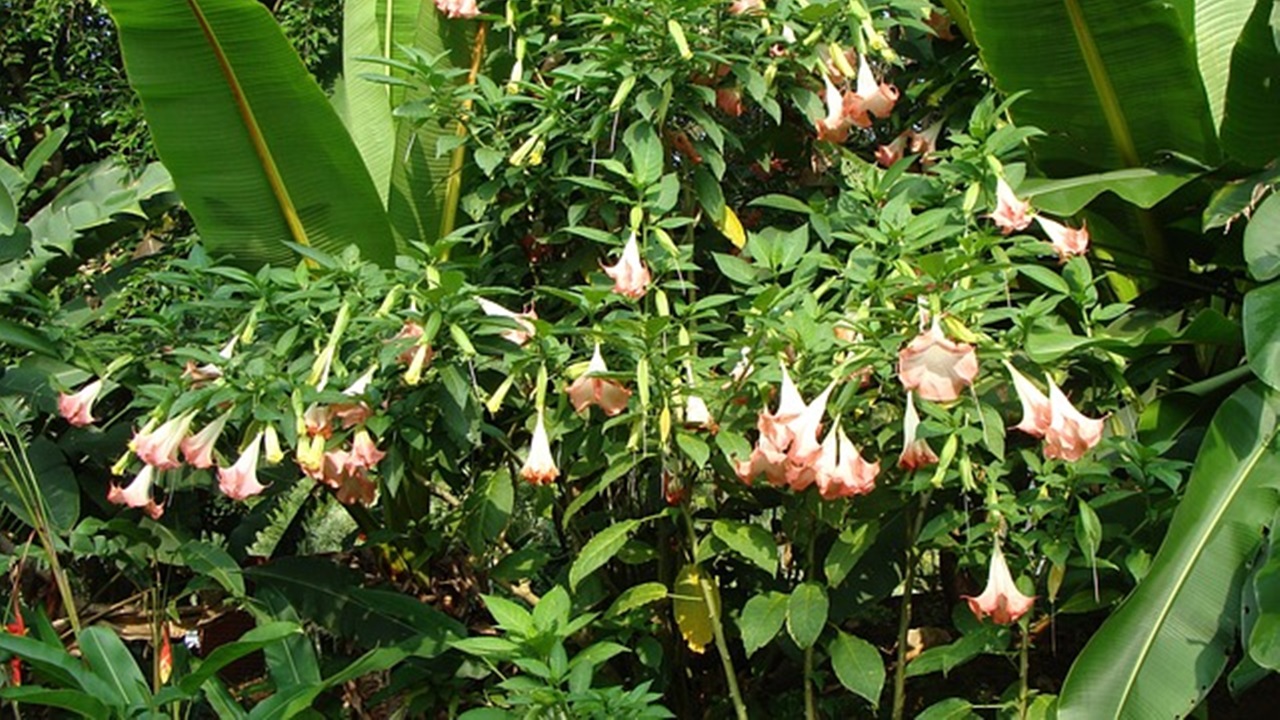 pianta di datura