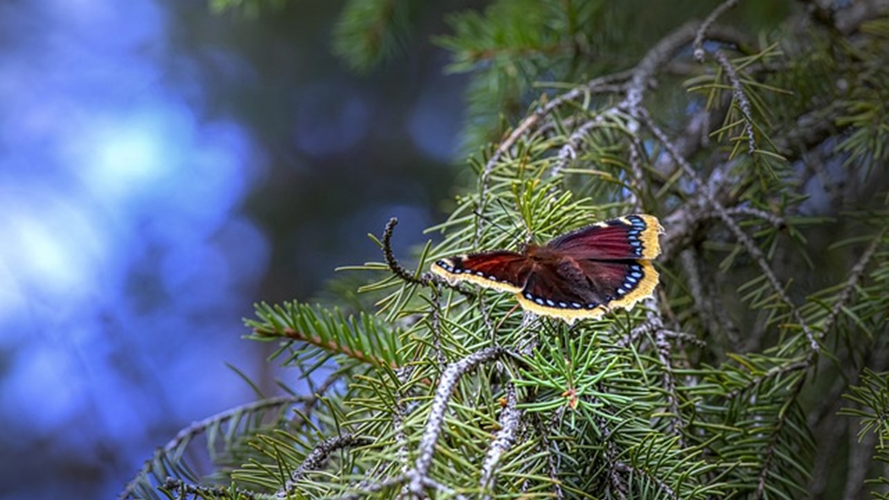 farfalla migratrice