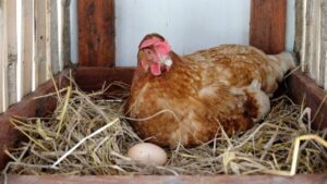 Sai perché la gallina canta dopo aver deposto l’uovo? Sono in pochi a conoscere la risposta