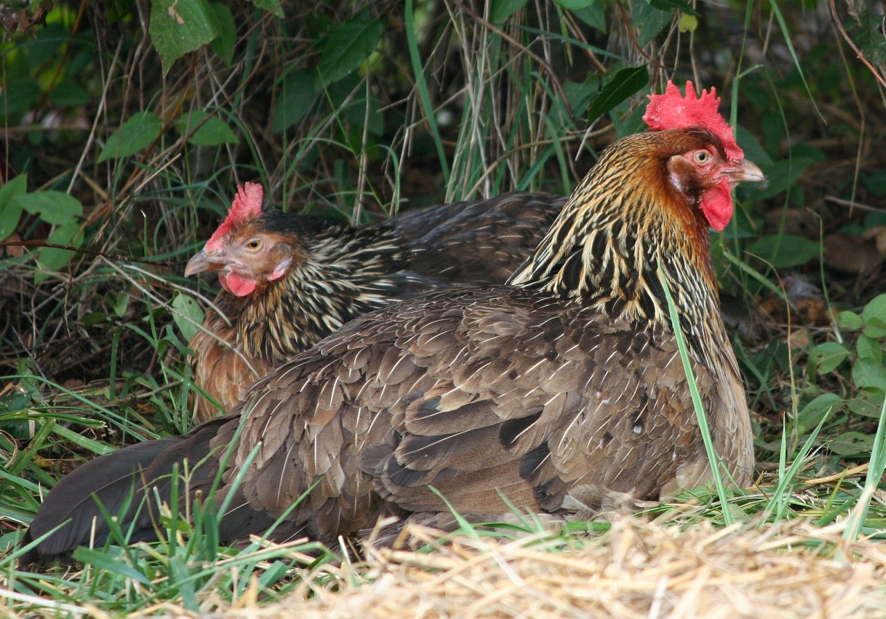 Galline che covano uova