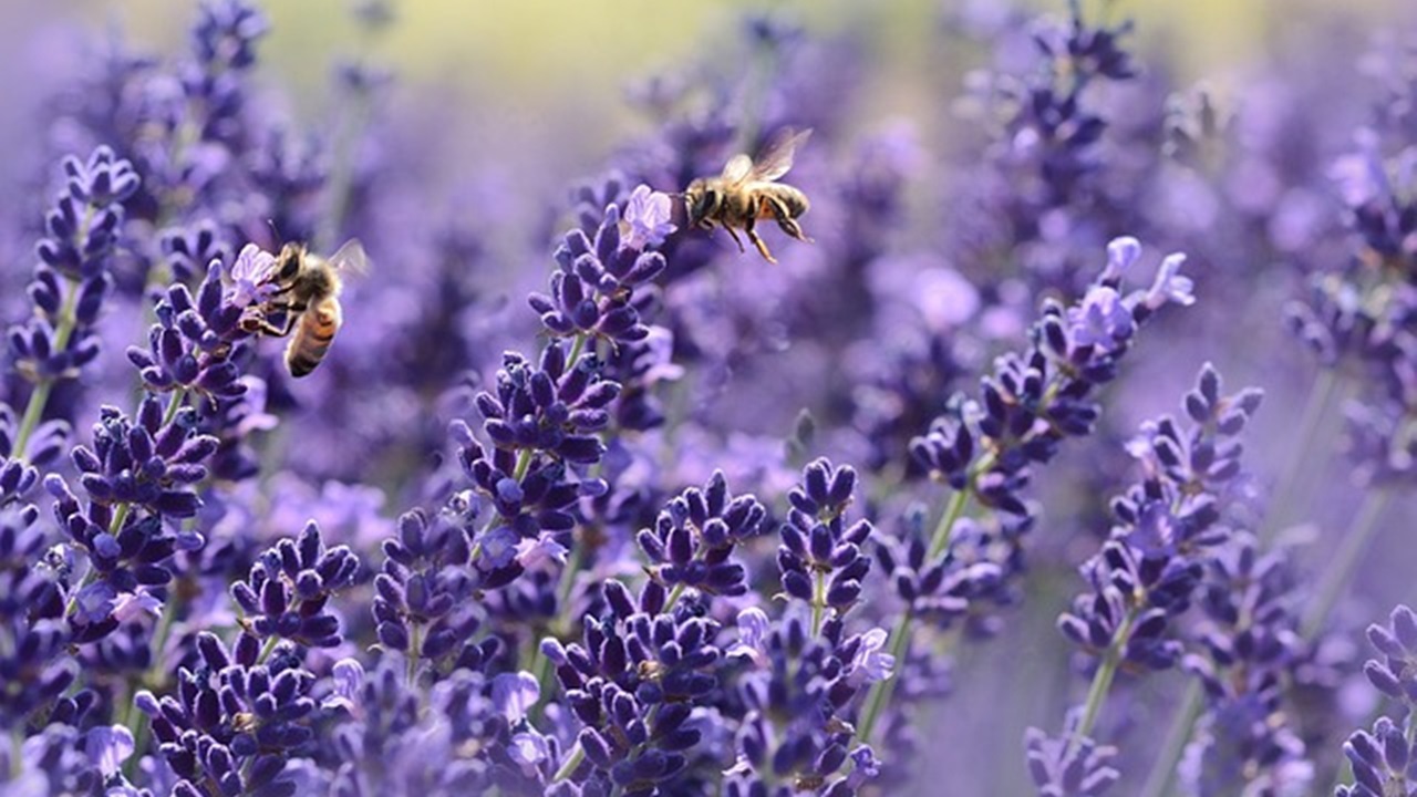 fiori di lavanda