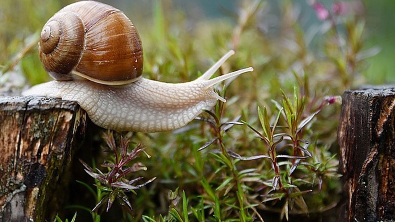 caracol en la hierba