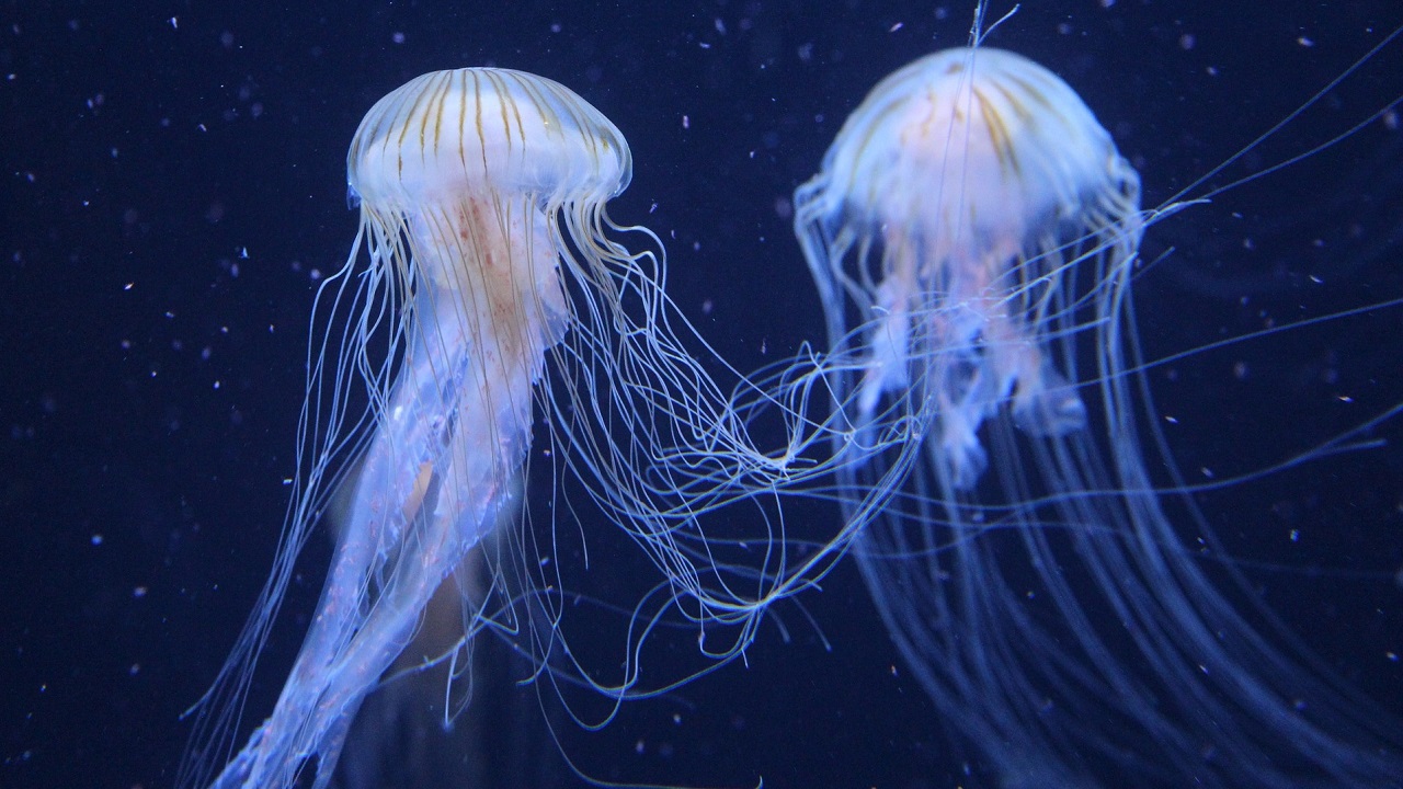 coppia di meduse