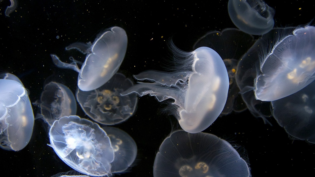 medusa in mare