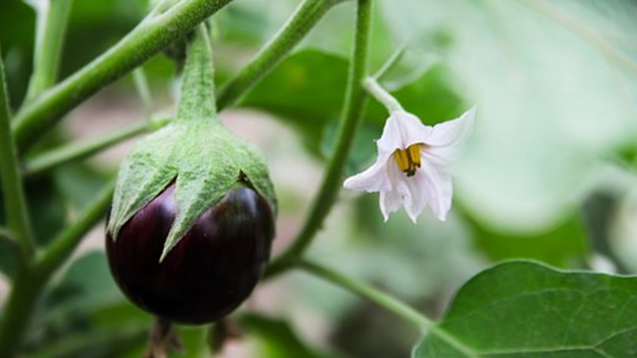 pianta di melanzane