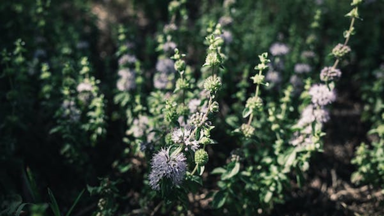 menta romana