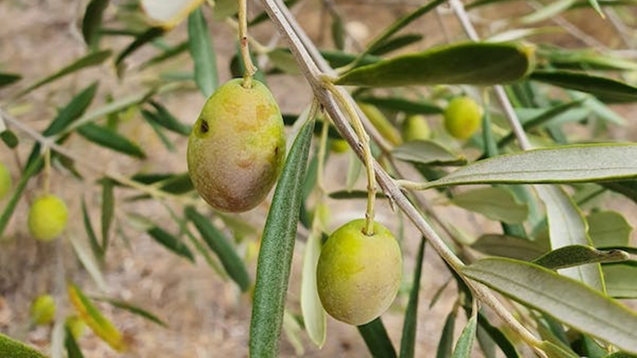 pianta d'ulivo