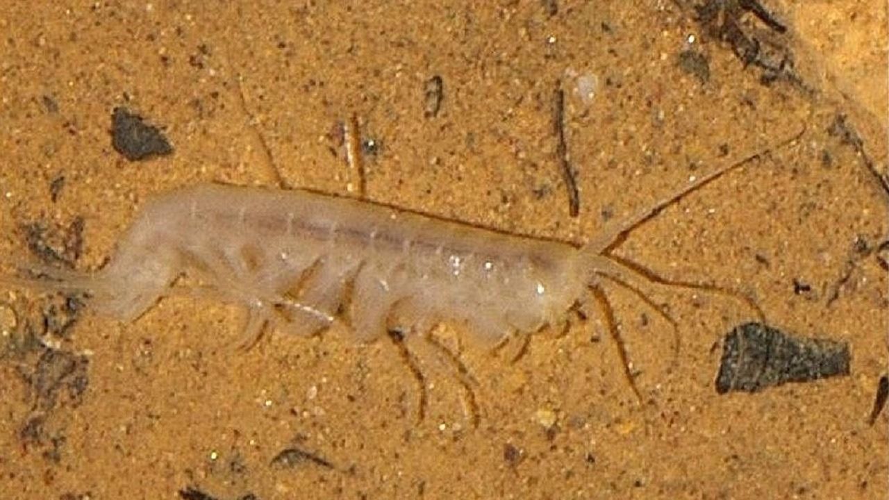 Crostaceo
