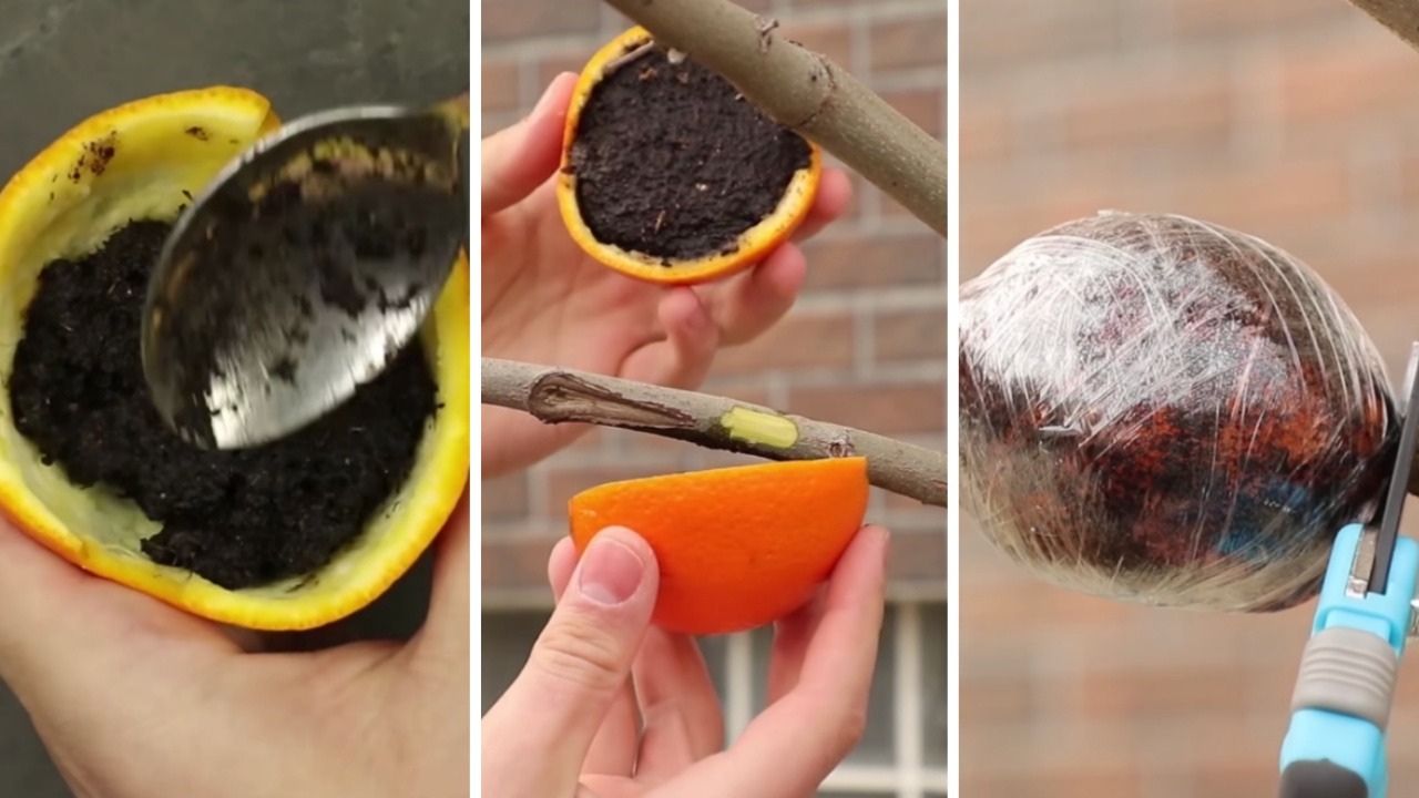 Come creare un nuovo albero con un'arancia