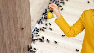 Come togliere di mezzo le formiche