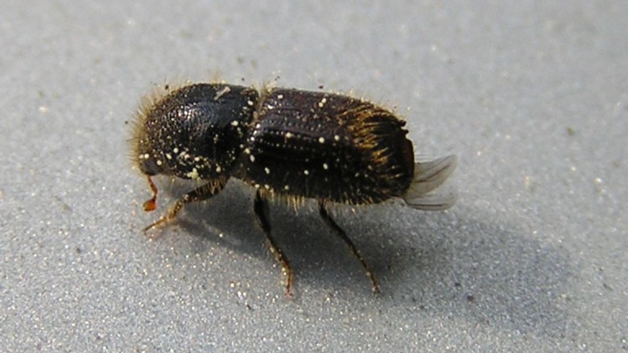 Ips typographus