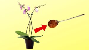 Cannella per curare l'orchidea