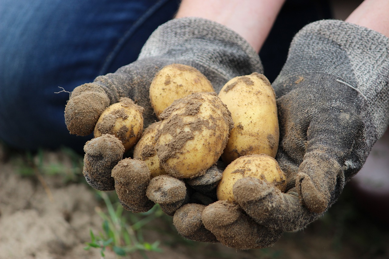 Raccogliere patate