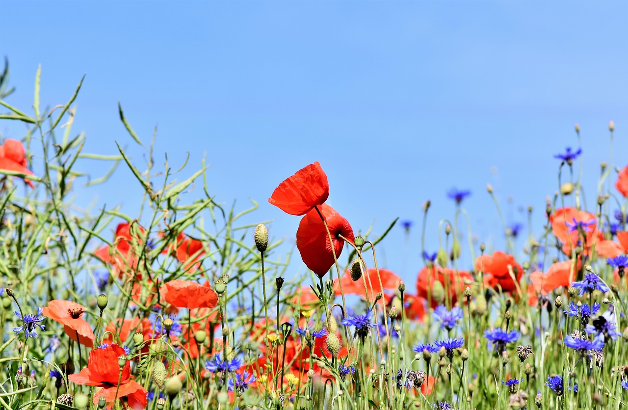 Fiori di campo