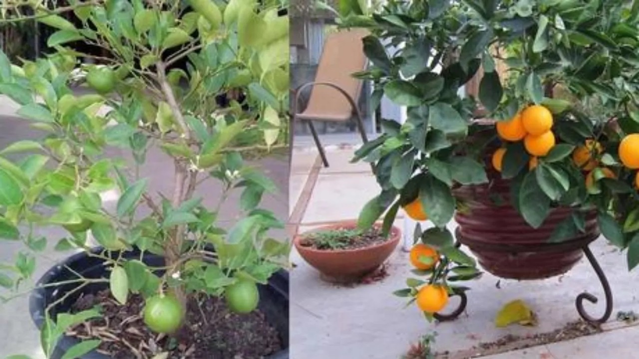 Alberi da frutta in balcone