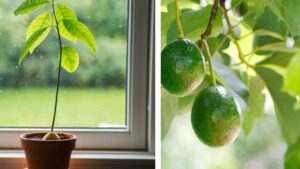 Basta aspettare anni, scopri come far germogliare gli avocado e farli fruttificare