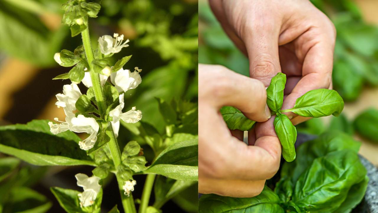 fiori bianchi basilico