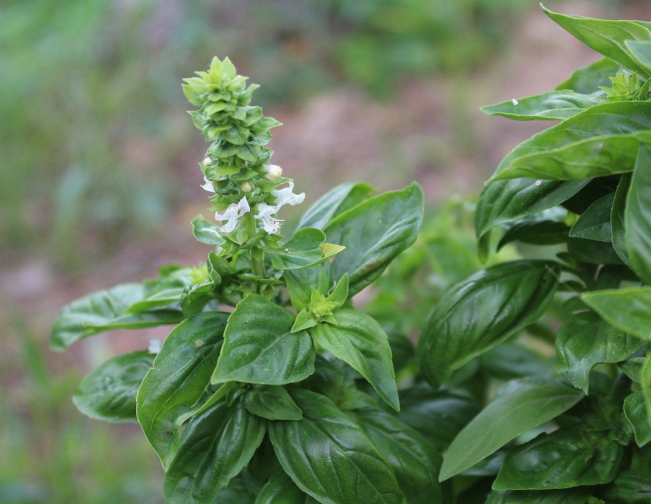 Basilico fiore cima