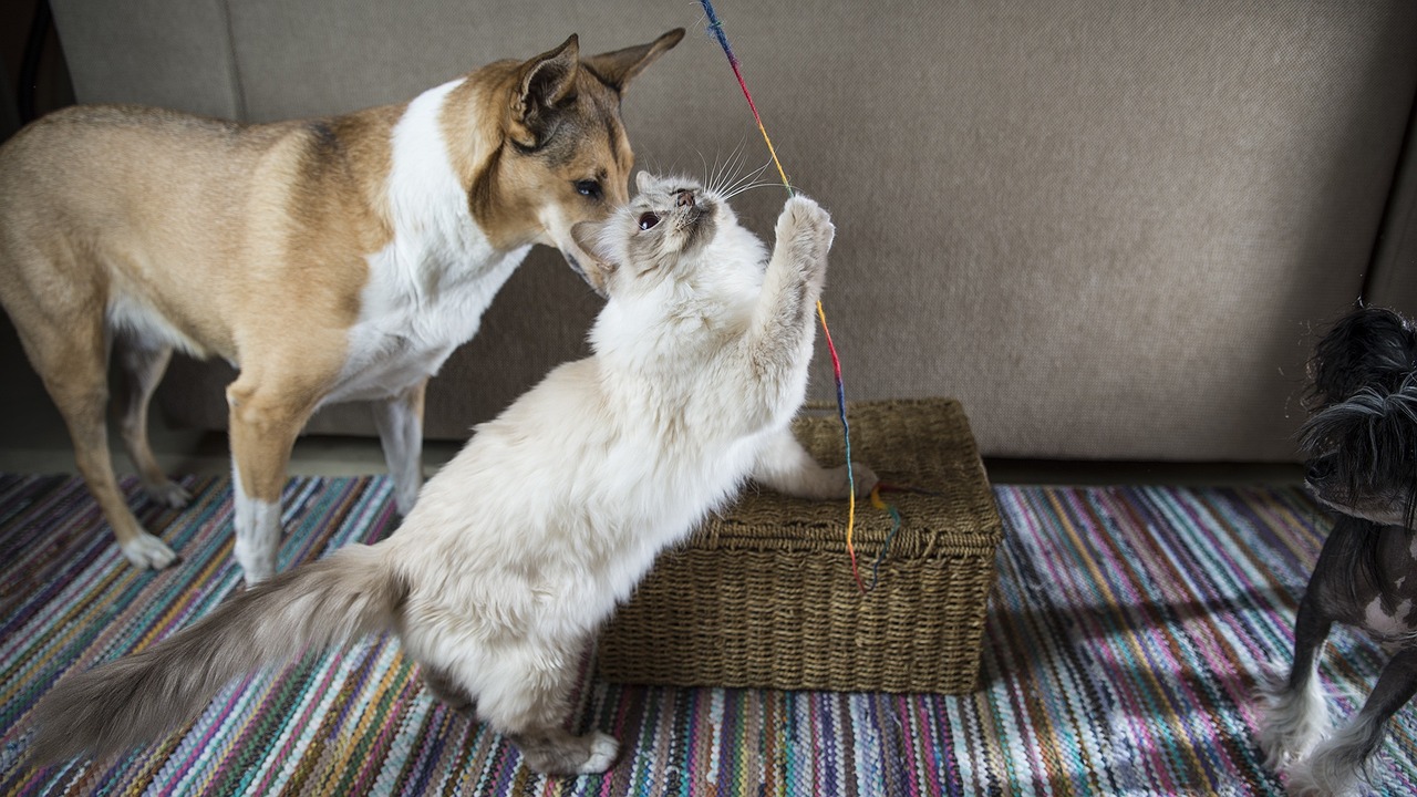 Cane e gatto pipì in casa