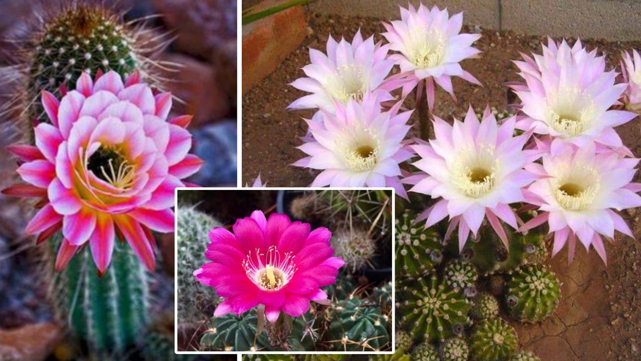 cactus fioriti