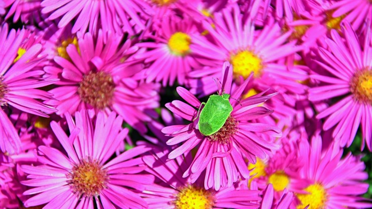 insetto sui fiori