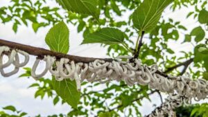 La nuova minaccia degli alberi: cocciniglia Takahashia japonica