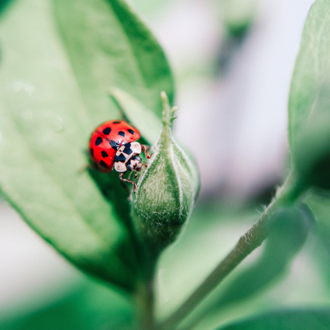 Coccinella 