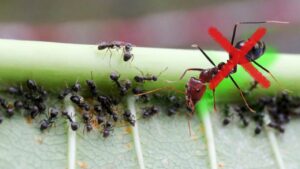 colonia di formiche