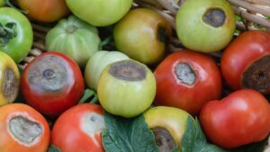 Marciume apicale: perché colpisce il pomodoro e come evitarlo