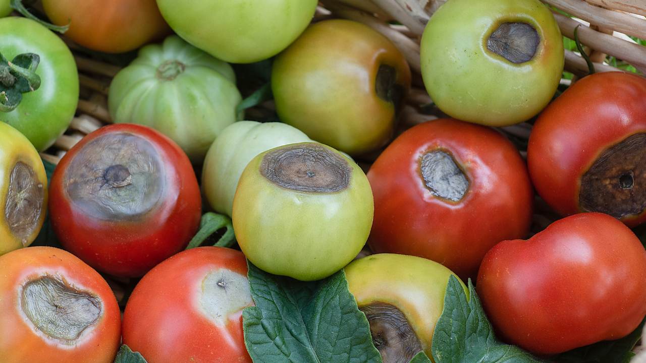 pomodori con marciume apicale