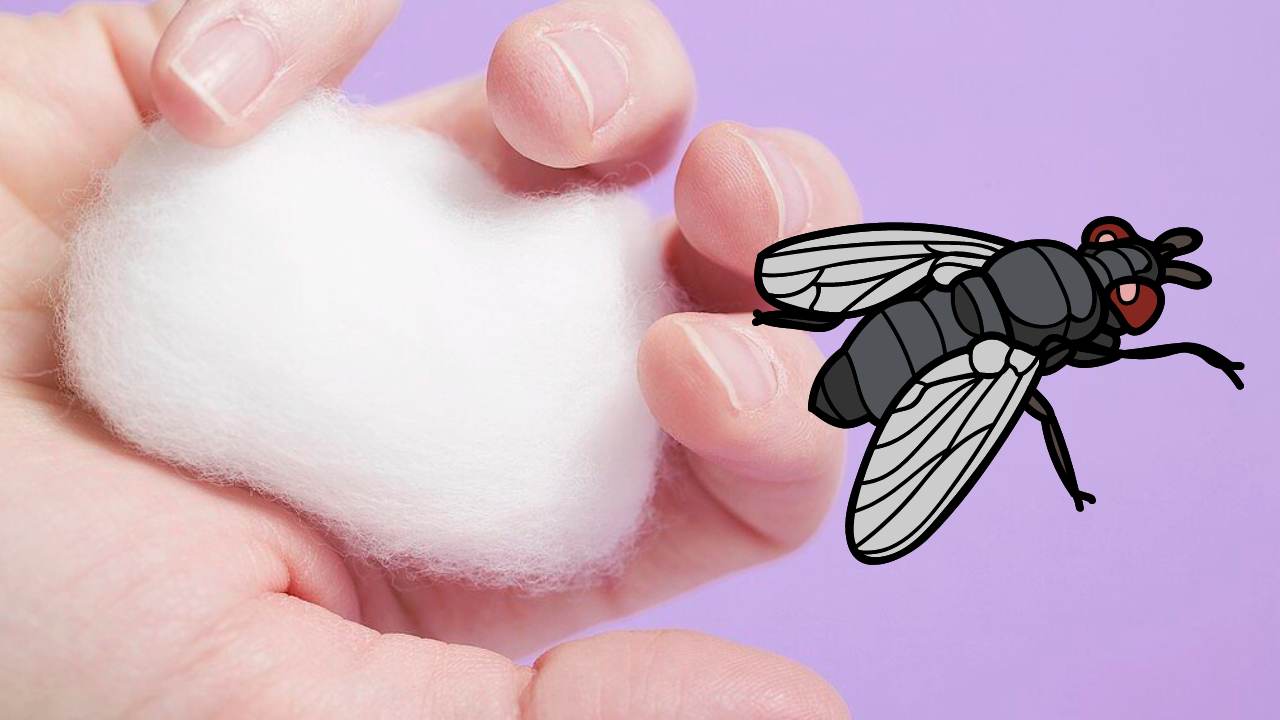 pallina di cotone in mano e mosca